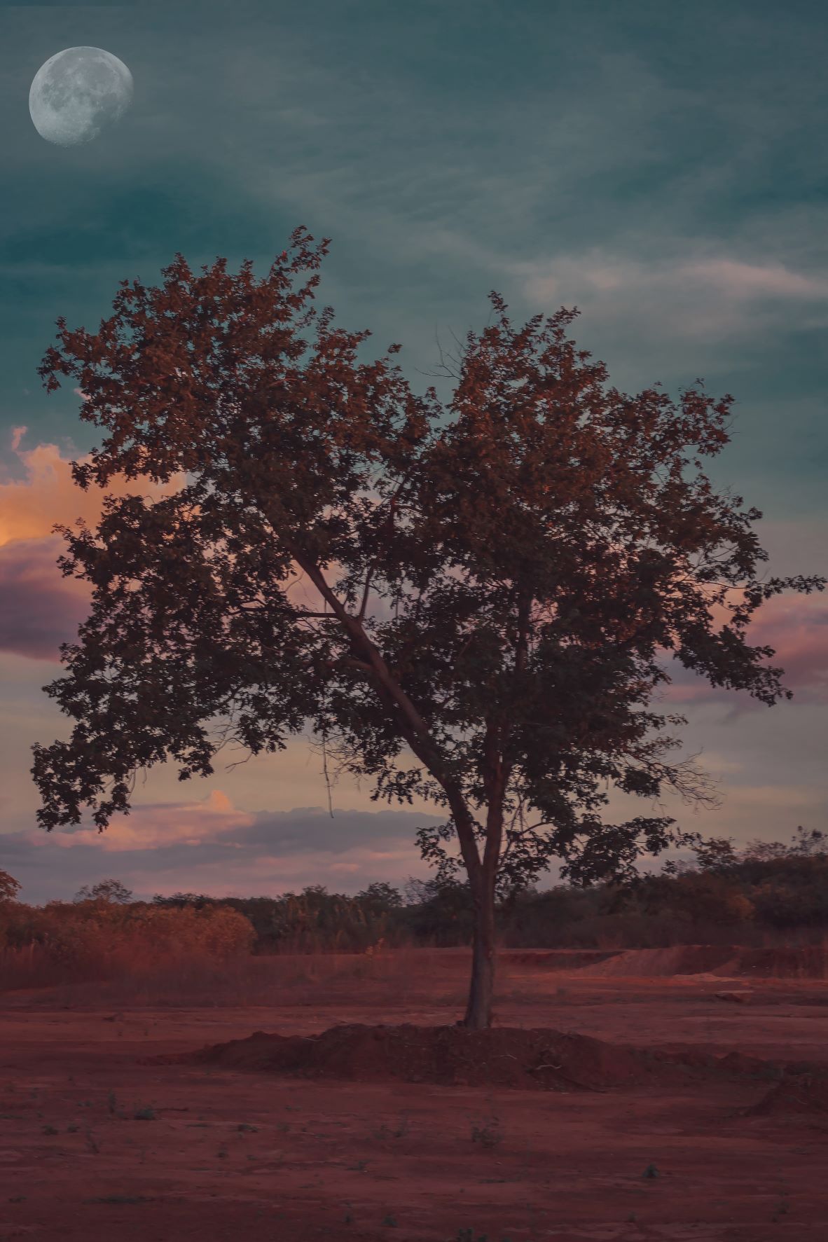 full moon atop a tree